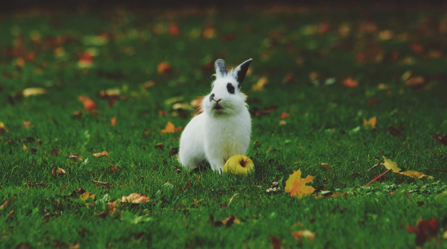 Les maladies fréquentes des lapins nains
